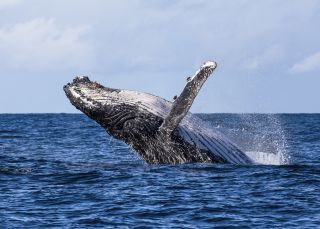 ジャービス・ベイで水面を飛び出すザトウクジラが目撃される