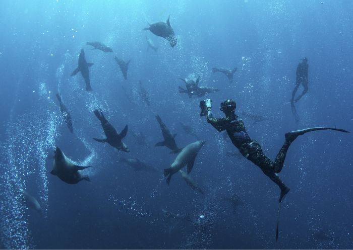Man swimming with seals during a snorkelling tour with Dive Jervis Bay, South Coast