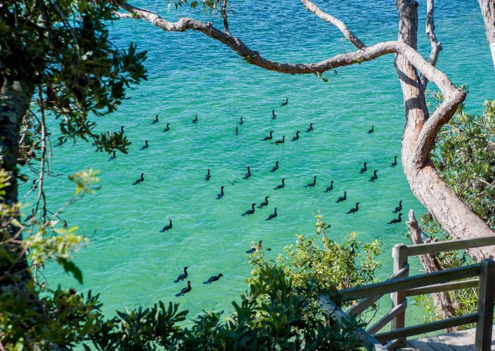 The Haven cormorants, water birds in Lake Conjola, Jervis Bay & Shoalhaven