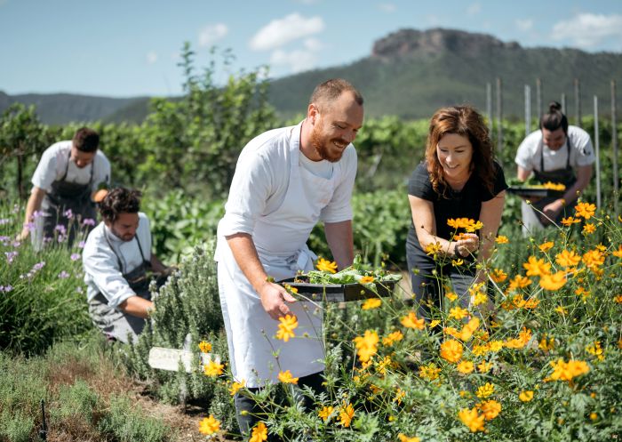 Margan Wines & Restaurant, Broke - Credit: Dom Cherry Chefs harvest produce from the garden, Margan Wines & Restaurant