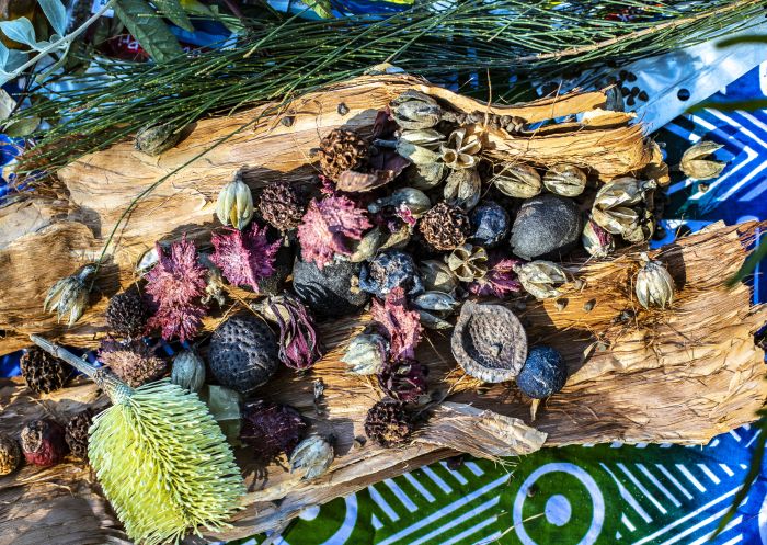 Food sources and medicinal plants shown on an Unkya Cultural Eco Tours at Gaagal Wanggaan (South Beach) National Park, Scotts Head, North Coast NSW