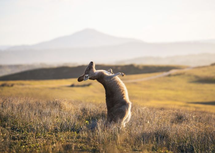 Kangaroo enjoying a scratch near the Look At Me Now Headland, Emerald Beach 