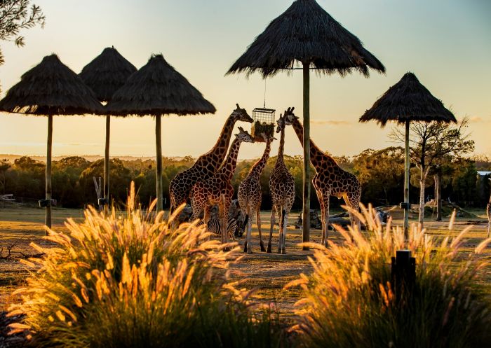 Zoofari Lodge, Taronga Western Plains Zoo - Dubbo