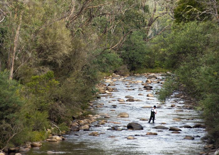Man enjoying a day of fly fishing in Swampy Plains River, Kosciuszko National Park.