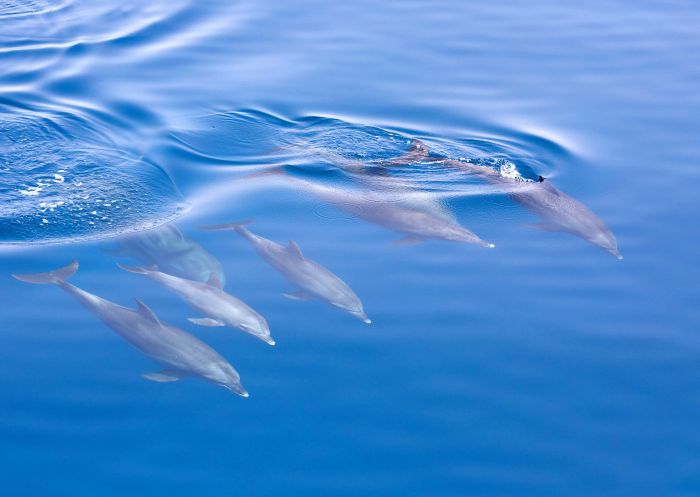 Dolphin watching with Jervis Bay Wild Whale Watching & Dolphin Cruises in Jervis Bay, South Coast