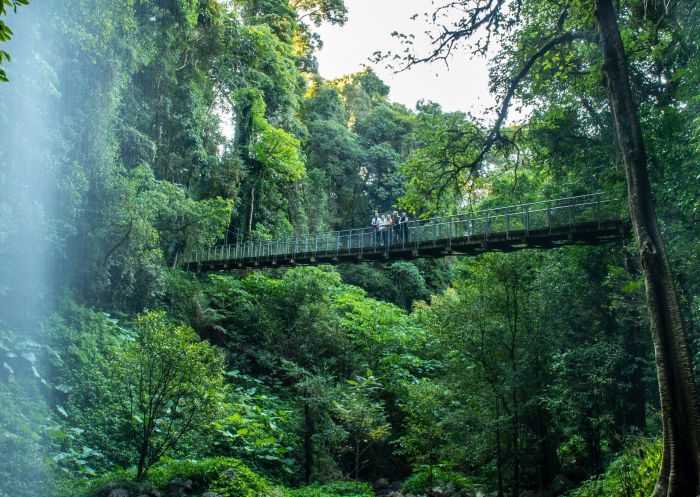 ドリンゴ国立公園、ドリゴ山 コフス・ハーバー近くのドリンゴ国立公園で熱帯雨林ハイキングを楽しむ家族