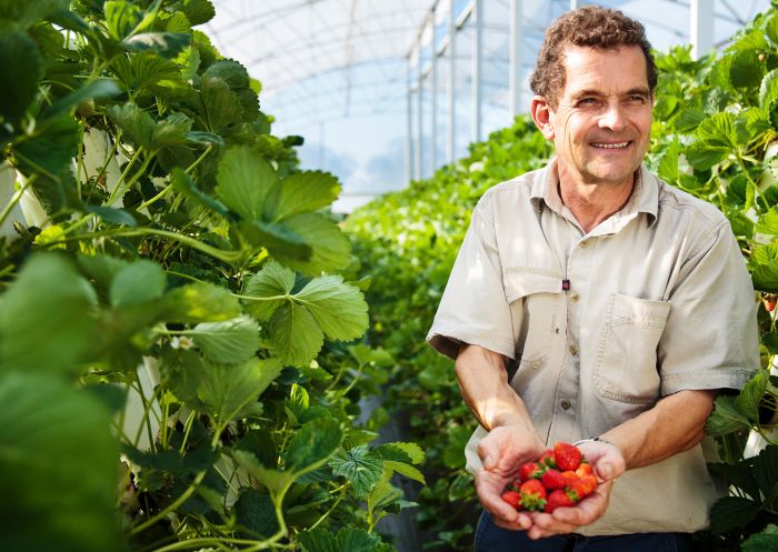 Freshly picked strawberries from Ricardoes Tomatoes and Strawberries farm, Blackmans Point