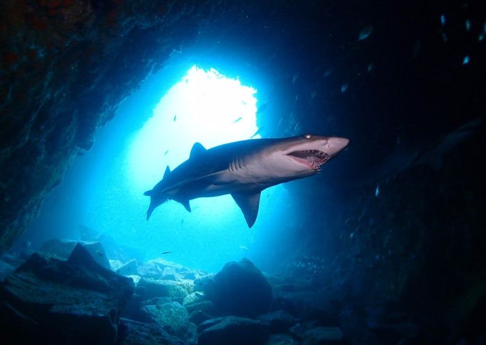 Grey nurse shark, South West Rocks Dive Centre