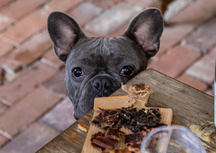 Briar Ridge Vineyard, Mount View - Credit: Briar Ridge Vineyard French bulldog waiting for treats at Briar Ridge Vineyard, Mount View