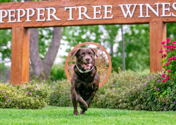 Pepper Tree Wines, Pokolbin - Credit: Pepper Tree Wines Dog running outdoors on the lawn at Pepper Tree Wines, Pokolbin