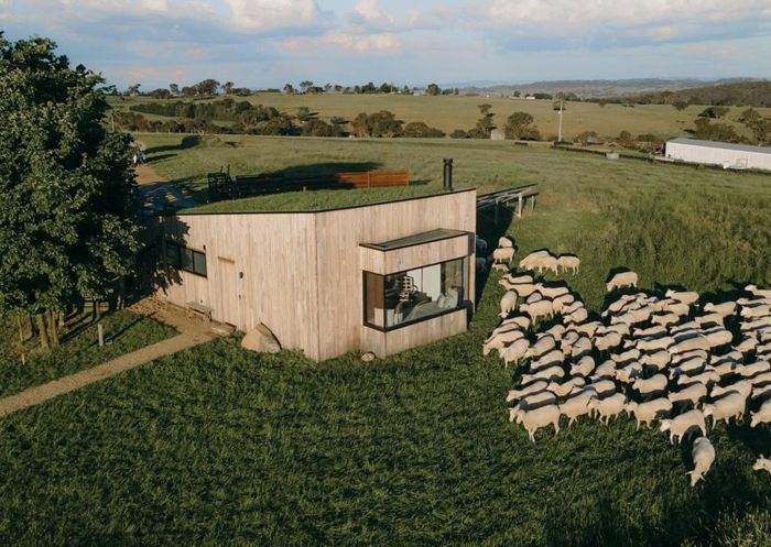 Flock of sheep surrounding Farmers Hut at Wilga Station, Bathurst