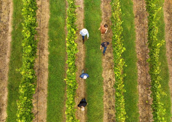 Orange Wine Tours