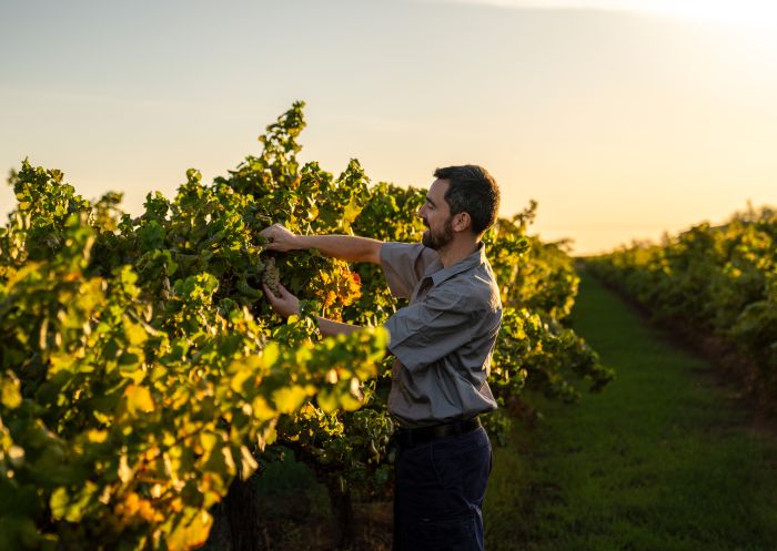 De Bortoli Wines winemaker Matteo Lapi tending to the vines at De Bortoli Wines, Bilbul