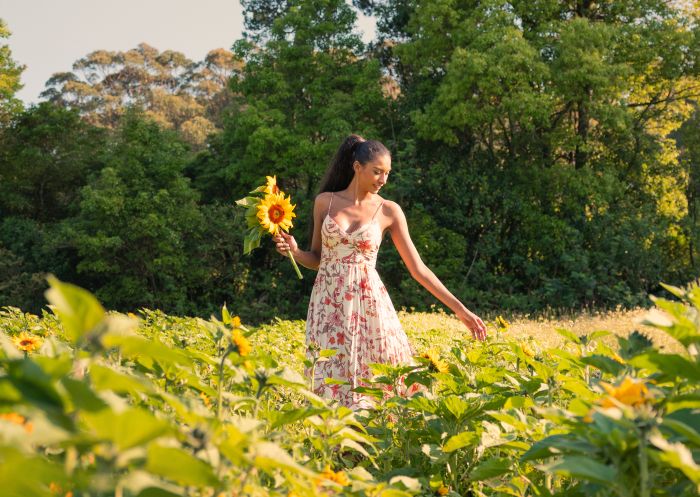 Woman walking among the sunflowers at Bloom Barn, Peats Ridge