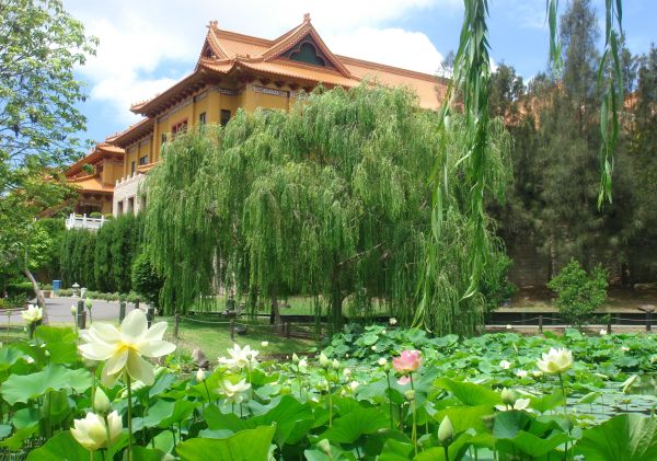 Nan Tien Temple, Berkeley A lotus pond at the Nan Tien Temple, near Wollongong