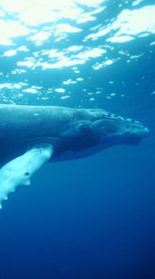 Humpback Whale, Coffs Harbour