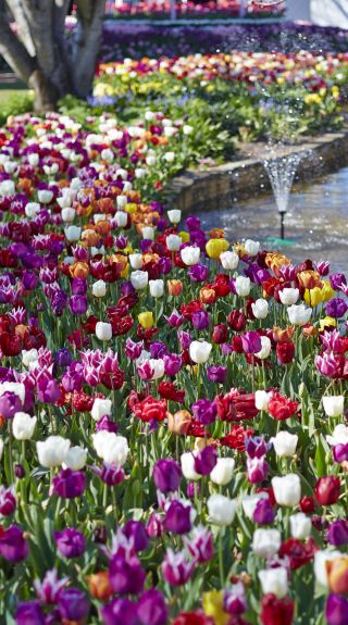 Tulip Time Festival in Corbett Gardens, Bowral