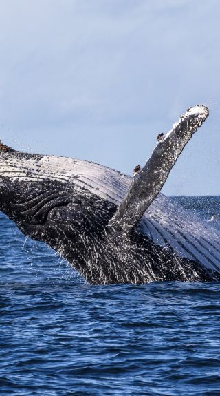 ジャービス・ベイで水面を飛び出すザトウクジラが目撃される