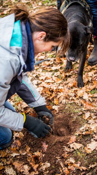 Truffle dog handler smelling a freshly harvested truffle, Borrodell Vineyard, Canobolas