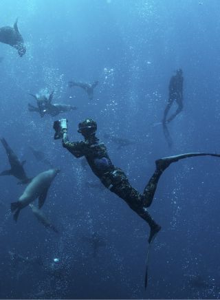 ダイブ・ジャービス・ベイのシュノーケリングツアーでアザラシと一緒にスイミング男性