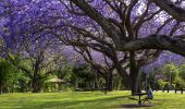 Jacaranda Season in Grafton, Clarence Valley
