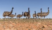 スタート国立公園のエミュー - ティブーブラ